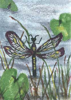 "Dragon Fly" by Jane Kraeuche Olson, New Glarus WI - Watercolor